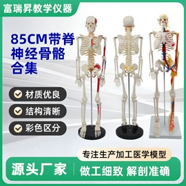 教学演示用品;医药教学器材