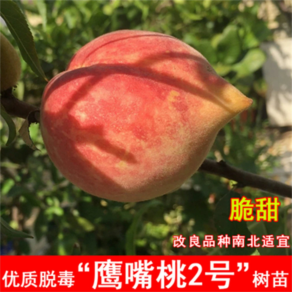 Саженцы зимнего персика Отражение мороза Саженцы Красного персика Привитые Хрустящие Саженцы сладкого персика в горшке Север Юг Двор Посадка Морозостойкие Результаты текущего года