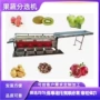 商用皮带式轨道式柑橘选果机