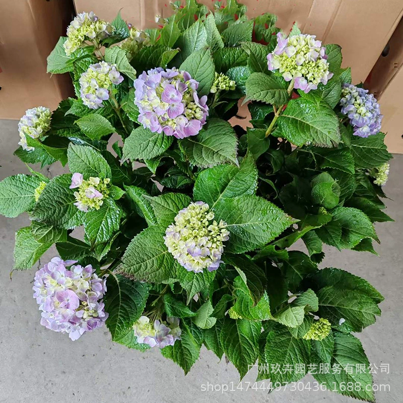 5 галлонов Бесконечная летняя Гортензия Большой цветочный вид в горшке Зеленое растение Внутренний и открытый балкон Двор Цветы Цветут круглый год