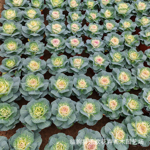 Base Rose Kale European Pigeon Kale Green Plant Winter Rental Roadside Greening Planting