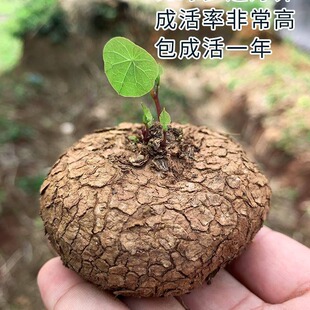 Mountain Turtle Seed Ball Climbing Vine Plant Thousand Gold Vine Seed Ball Green Red Vine Gold Does Not Change Hydroponic Soil Culture Germination Alpine Turtle