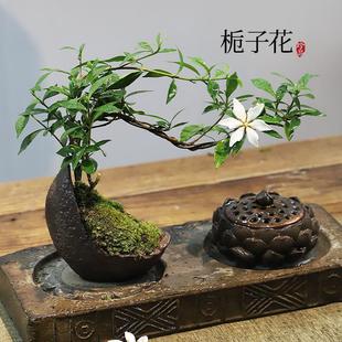 Moss Ball Small Leaf Gardenia Bonsai Indoor Tea Table Desk Green Plant Ornaments Zen Chinese Small Potted Plants