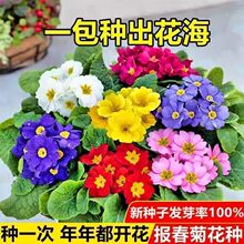报春花种子四季易活花籽樱草花卉花种子耐寒盆栽庭院室外花种籽子