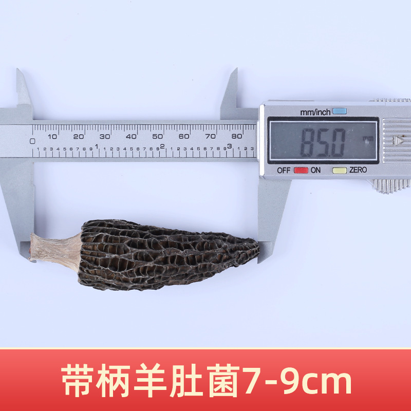 첫 번째 그루터기 7-9 풀컷 손잡이(손잡이 길이 1cm 이내) 모렐 500g