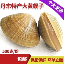黄蚬子蚬子无沙多地丹东肥蛤蚬子4蛤蜊包邮蚬子东港产大黄无沙斤