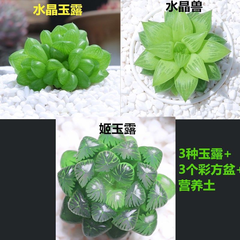 3종의 옥이슬은 화분이 필요합니다. 화분을 포함하여 주문하세요.