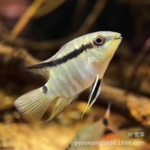 ��ü���~���w�����~�����Ꭷ�^�p�~ʳ������ˮ���BȺ���~�O�����l