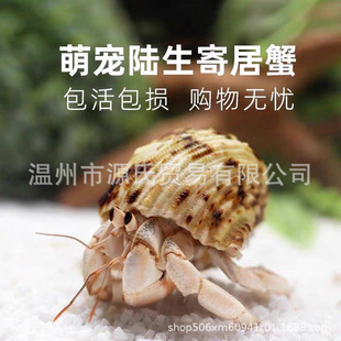 �ľ�з�����ײͺ���B��Ʒ���b���挙�ͯ�Y�ﶹ����Ȼ����