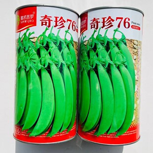 ������̖�㶹�N�Ӱ����㶹 ����߮a�ļ����߲˷N��ͥԺ����N��