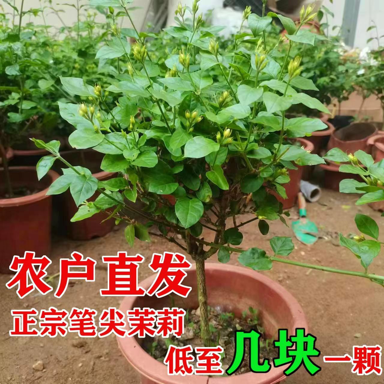 Single-Petal Jasmine Flower Strong Fragrance Single-Stem Lollipop Old Stump Sapling Mosquito Repellent Courtyard Living Room Easy-To-Care Green Plant