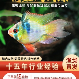 ���m�P�����{���Ӱ����_�������ӟᎧ�^�p�~С���~���w�����~