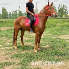 �����T��ɢ�B����С���R�r�� ��Ѫ�R �����T���R ��ͯС���R