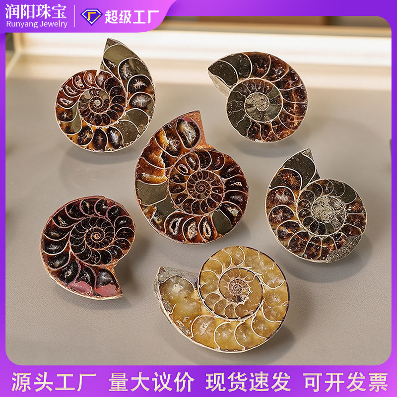 海螺贝壳化石切片diy材料吊坠饰品原石矿标斑彩螺菊石工艺品摆件
