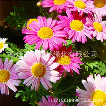 【跨境供货】玛格丽特花茼蒿菊种子混色木春菊种子四季易种活木茼