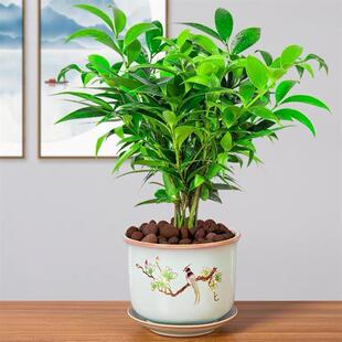 Bamboo and Cypress Potted Plants Are Evergreen Plants in All Seasons, Soil Culture and Hydroponics Are Easy to Grow, Desktop Green Plants, Safe Bamboo, Are Cold-Resistant, Drought-Resistant and Repel Mosquitoes