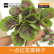 源头厂家批发红苋菜种子一点红花红汉菜种籽四季盆栽圆叶蔬菜菜籽