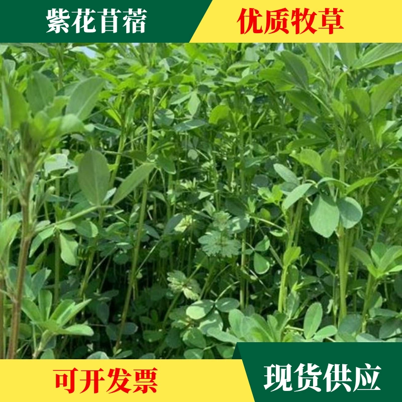 Импортные кормовые оптом семена люцерны с высоким урожаем завод семян трав с высоким содержанием белка кормовой арахисовой травой