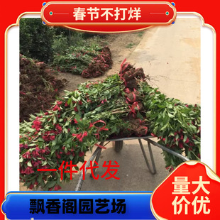 һ�����l�|���ͺ�ֲ��t�����\���ļ����ͥԺ�҃�������軨��ľ