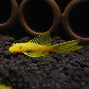 �{�۴��~���w�S��24KŮ�����Բʴ󷫳��幤�ߟᎧ�~�O�����l