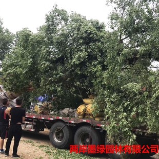 �S�����l��ľ����� �@�־G����Ʒ������� 8-80���ִ�����������