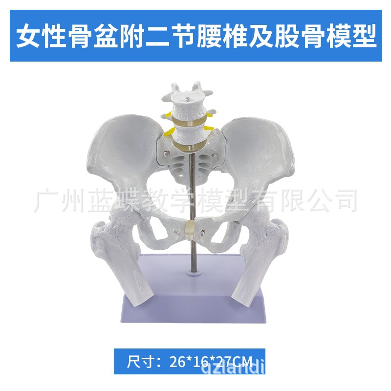 ��̬��ѧ����ɻŮ�Թ��輰�ӹ�ģ����ǻ�ṹ������׼��⿵��