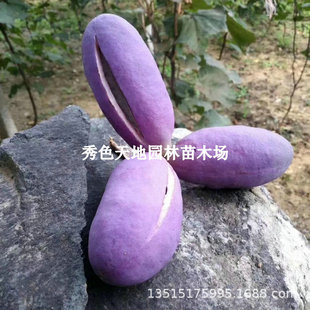 August Melon Seedlings, Three-Leaf Arbutrus, Purple August Fried Melon, Honeydew Melon Fruit Seedlings, Fruit Seedlings That Bear Fruit in the Same Year, Garden Climbing Vine Fruit Seedlings