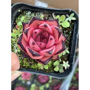 Ѫ�_�����_�ܚW���K�M�ڷ�ݗ�����ֲ��|�ϵ�����Ի��ܽM������