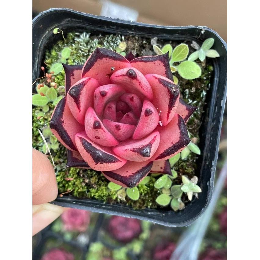 Hibrato Roche Ouku imported radiation -proof succulent plant Dongyun…