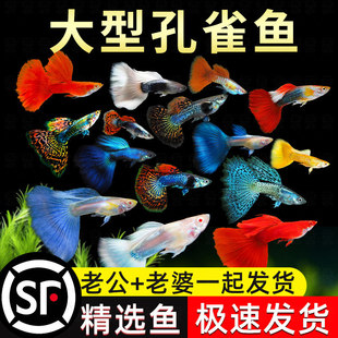 ��Ʒ��ȸ�~�Ꭷ���N���~�絭ˮС�ͺ��B���^�p�~̥���Pβ�~�����~