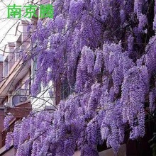 ٻ໨ԮֲͥԺ̨ϱNֲ