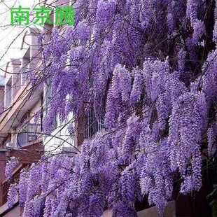 ���ٻ�����໨��Ԯ��������ֲ��ͥԺ�̨�������������ϱ����Nֲ