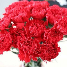 ����ܰ������������ֱ��ˮ���ʻ��滨���û����Ҳ廨�ٵ��ʻ�ֱ��