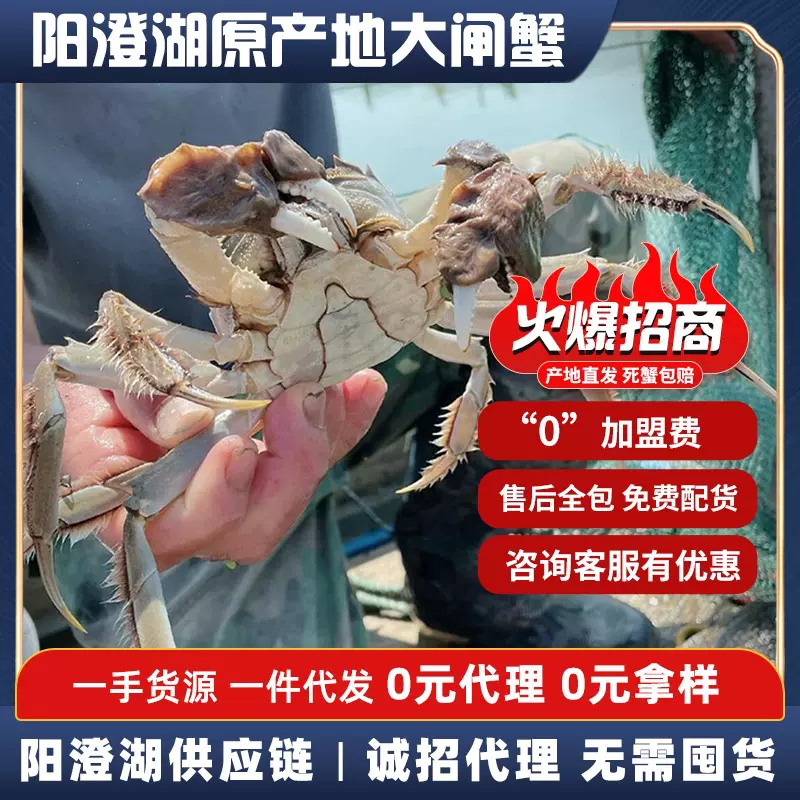 阳澄湖镇大闸蟹螃蟹中秋国庆节日送礼团购批发一件代发招加盟代理
