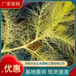 The Base Directly Supplies Civet Aquatic Plants, Submersed Plants, Evolutionary Water Quality, Contracted Planting and Maintenance