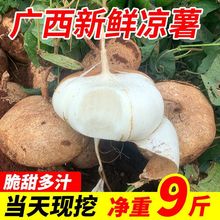 广西新鲜凉薯白地瓜孕妇应季蔬果1/2/3/9斤沙葛地萝卜特产批发