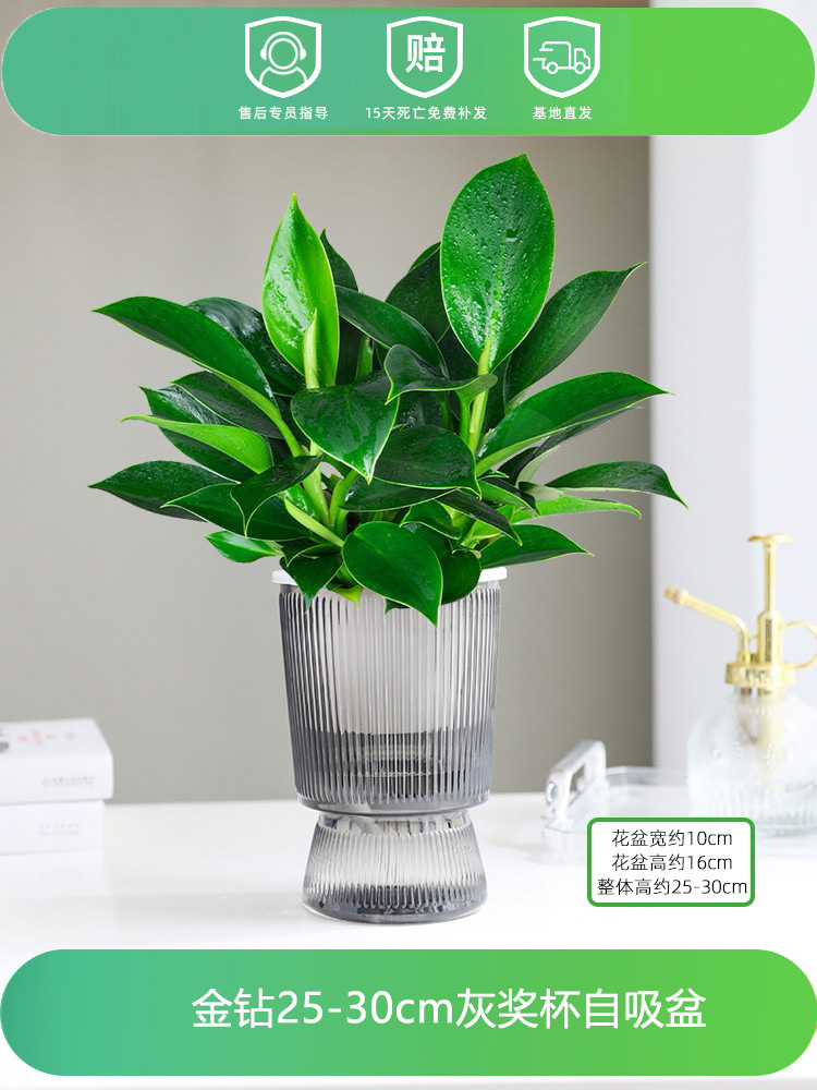 [핫한 신제품] 골드 다이아몬드 25-30CM + 그레이 트로피 + 영양액