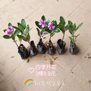 ���~÷�����L���������մ��҃���Gֲ�����ļ�����ֲ������Ϸ�ɫ