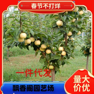 一件代发大梨树果苗带土球秋月梨子嫁接苗南方北方沙梨香梨翠冠活