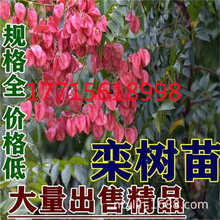 �������Sɽ�豱����@�ֹ���ͥԺ�L�����е���ռ�ز��w�G����ľ