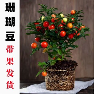 �ͺ�ɺ������������ɺ�����c���tɺ�����������ļ��Gֲ��Ұ������