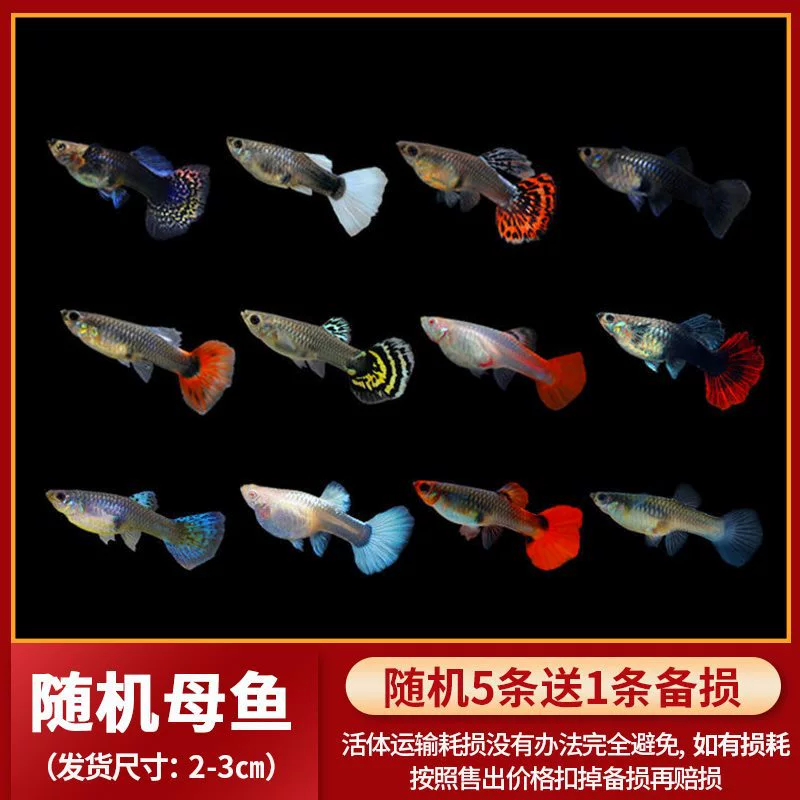Живые гуппи (породистые) мелкие тропические пресноводные, разнообразные окрасы и наборы