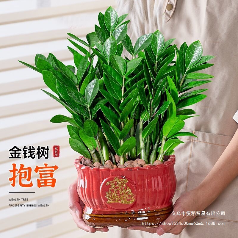 Money Tree Potted Plant Indoor Living Room Desk Money Tree All Year Round Evergreen Fortune Moving House Opening Flowers