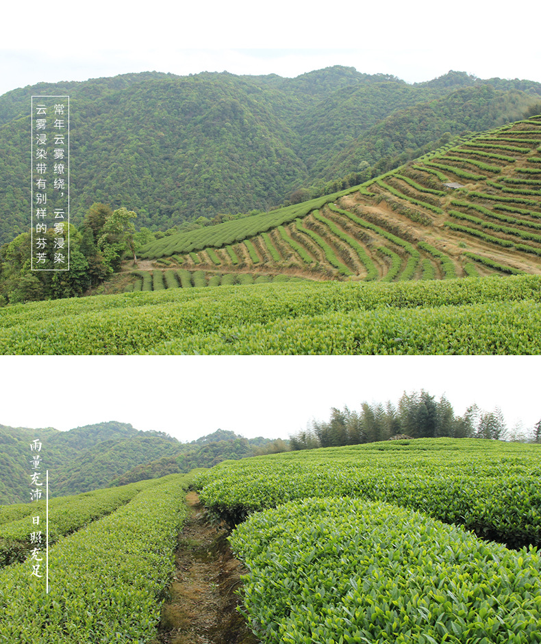 白芽奇兰模板_03