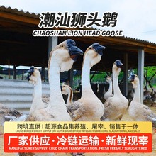 正宗潮汕新鲜狮头鹅食品工厂批发鹅肉鲜冻生鲜鹅脖子卤水卤味现宰