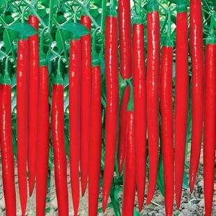 �߮a�����N��8819�����N���L�����ѷN�߮a�ļ��߲˷N�ݸ��r�z��