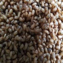 供应土元幼虫土元厂家土元种苗繁育土元养殖