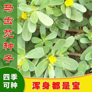 Purslane Seeds, Wild Purslane Seeds, Longevity Seeds, Health Vegetables, Wild Vegetables, Purslane Seeds, Vegetable Seeds