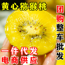 四川黄心猕猴桃 一件代发 黄金奇异果当季新鲜孕妇水果整箱包邮