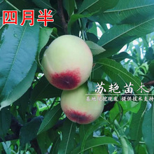 早熟嫁接桃树苗四月半水蜜桃甜脆特大果南北方种植地栽当年结果
